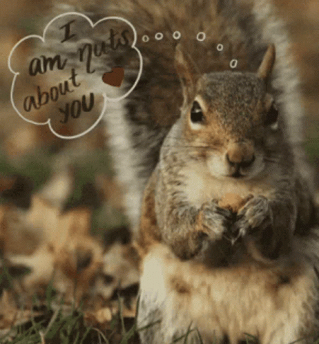 I Am Nuts About You Squirrel Meme GIF