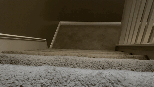 I Am Speed Fast Animal GIF