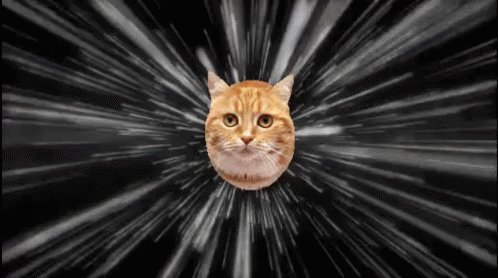 I Am Speed Orange Cat Car GIF