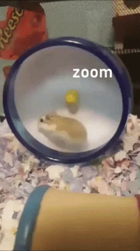 I Am Speed Rolling Hamster GIF