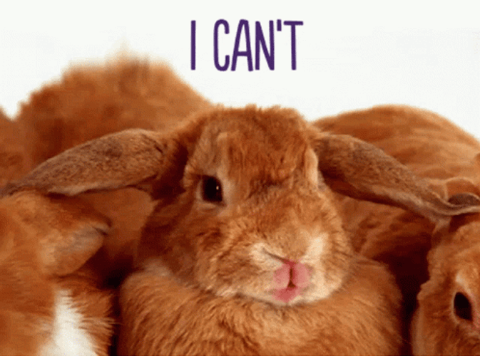 I Cant Adorable Bunny Covering Eyes GIF