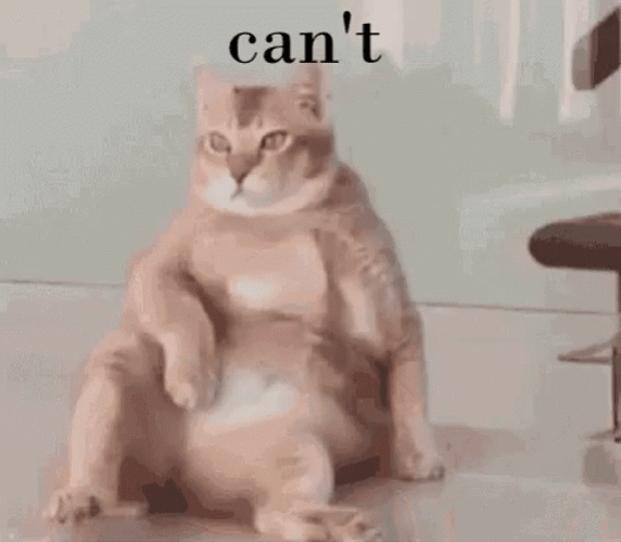 I Cant Frustrated Chubby Ginger Cat GIF