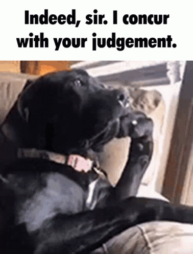 I Concur Black Dog Giving Attitude GIF