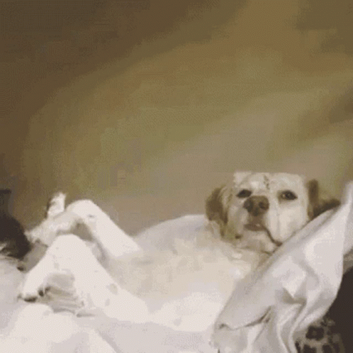 Cute Puppy Raising Hand I Did It GIF