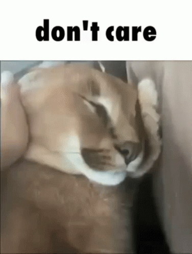 Cat I Don't Care GIF