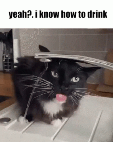 I Drink And I Know Things Funny Cat Meme GIF