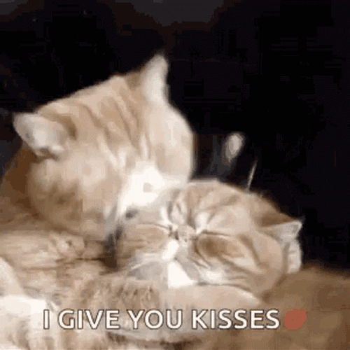 I Give You Kisses Cat GIF