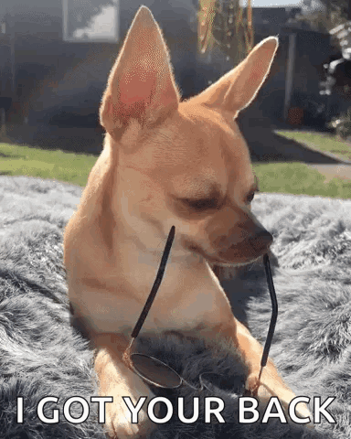 I Got Your Back Chihuahua Wearing Shades GIF