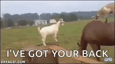 I Got Your Back Goat Jumping On Horse's Back GIF