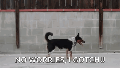 I Gotchu No Worries Dog Acrobatic Jump GIF