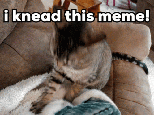 I Knead This Meme Cat GIF