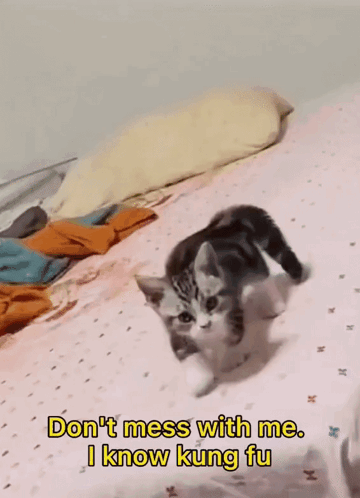 I Know Kung Fu Cat On Bed GIF