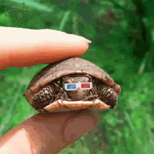 I Like Turtles 3d Glasses GIF