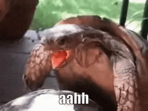 I Like Turtles Aahh GIF