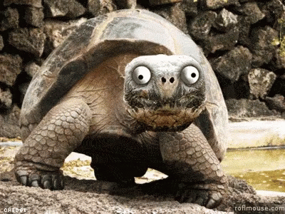 I Like Turtles Creepy Smile GIF