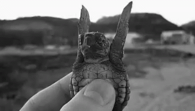 I Like Turtles Flapping GIF