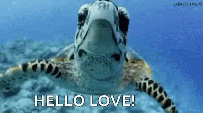 I Like Turtles Hello Love GIF