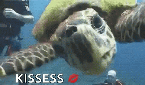 I Like Turtles Kisses GIF