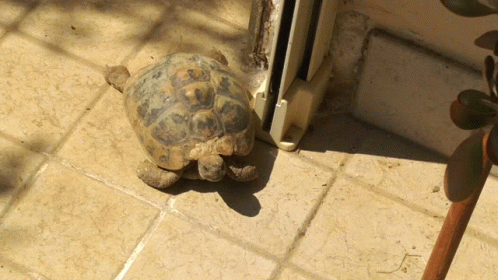 I Like Turtles Lazy GIF