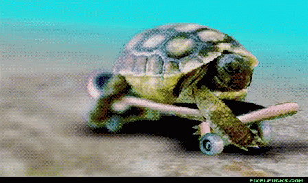 I Like Turtles Skating GIF