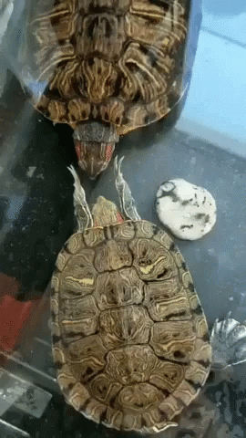I Like Turtles Slap GIF