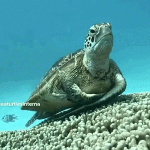 I Like Turtles Sleepy GIF