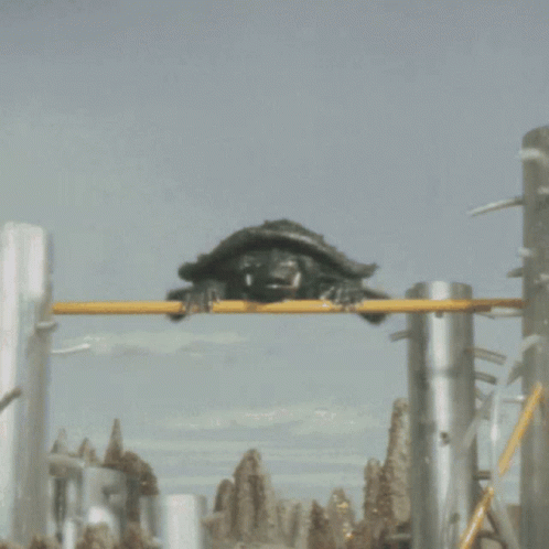 I Like Turtles Spinning Turtle GIF
