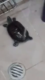 I Like Turtles Washing GIF