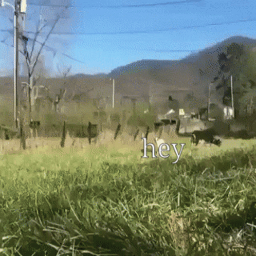 I Like You Run Goat GIF