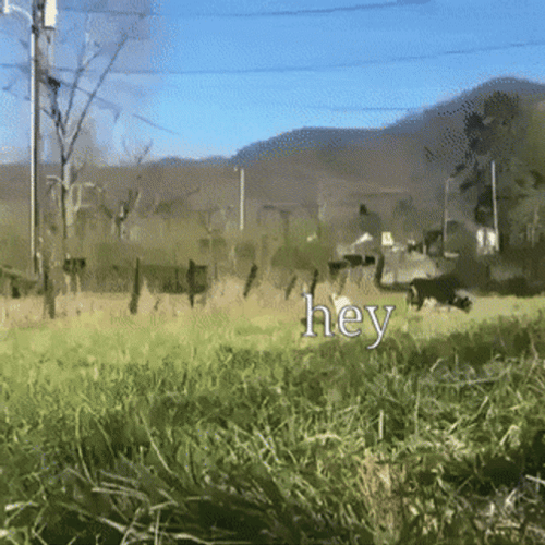I Like You Run Goat GIF