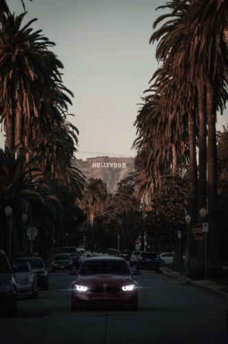 I Love La Palm Trees GIF