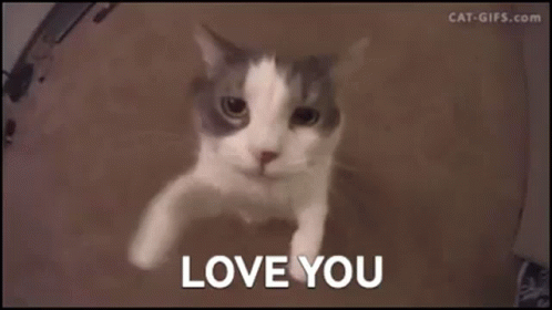 I Love U 498 X 280 Gif GIF