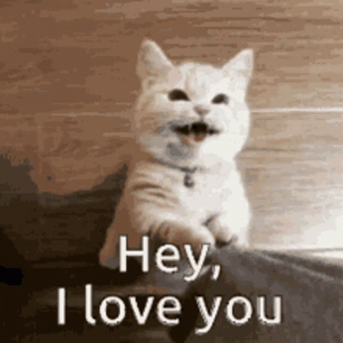 I Love U Hey Munchkin Cat GIF
