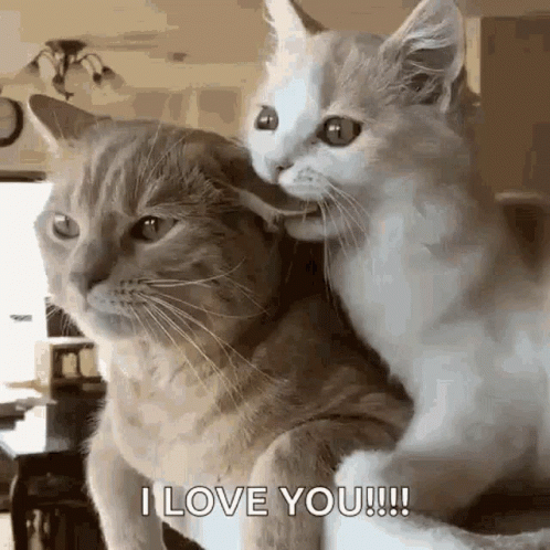 I Love You Cute Cats Licking Ear GIF