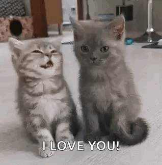 I Love You Cute Kittens Licking GIF