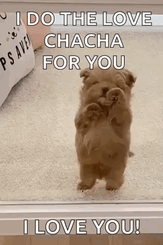 I Love You Cute Puppy Doing Cha Cha GIF