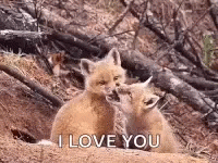 I Love You Fox Cubs Babies GIF