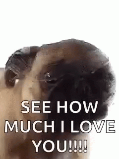 I Love You This Much Pug Lick GIF
