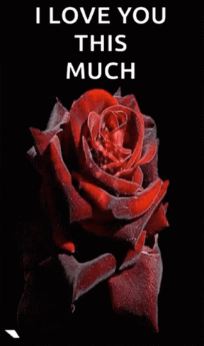 I Love You This Much Red Rose GIF