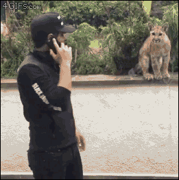 I'm Back Petting Wild Cats GIF