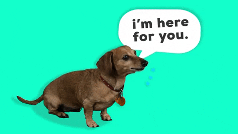I'm Here For You Adorable Dachshund Pup GIF