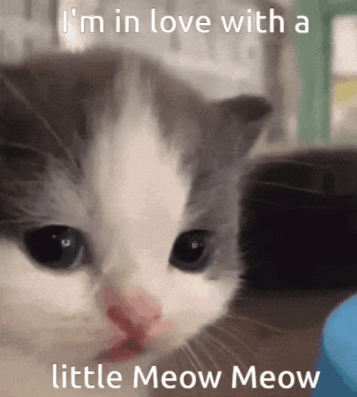 I'm In Love With A Little Meow Meow GIF