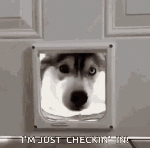 I'm Just Checking In Siberian Husky GIF