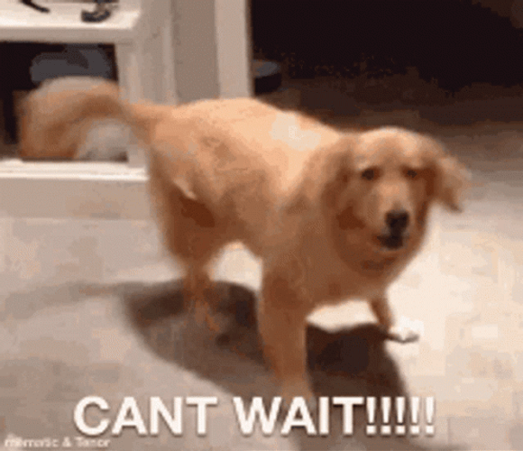 I'm So Excited Happy Dog Spin GIF