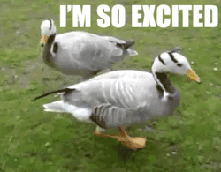 I'm So Excited Marching Duck GIF