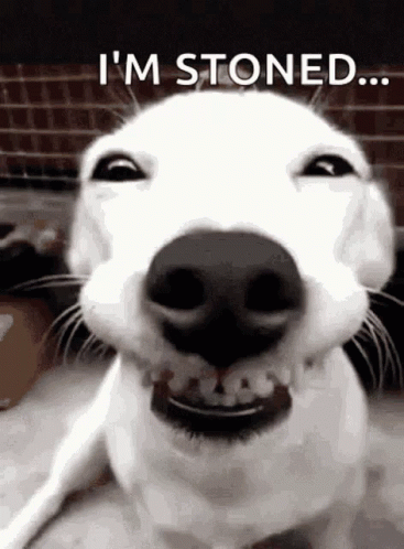 I'm Stoned Grinning Mischievous Pup GIF