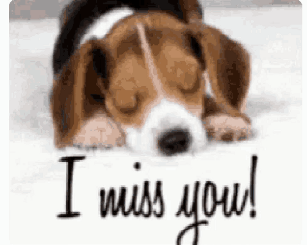 I Miss You Sad Puppy GIF