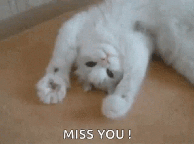 I Miss You White Cat GIF