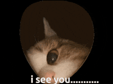 I See You Cat Gif GIF