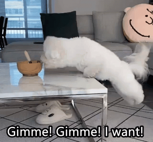 Cute Dog Jumping I Want It Now GIF